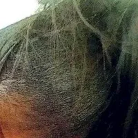 Webcam Model African_Lioness1 Videos
